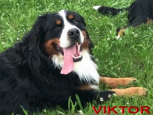 VIKTOR von den GÄNSEWIESEN