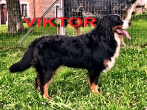VIKTOR von den GÄNSEWIESEN