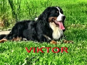 VIKTOR von den GÄNSEWIESEN