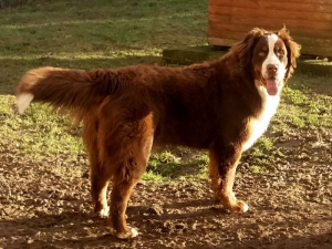 Redbrown Ronja aus dem Irenental