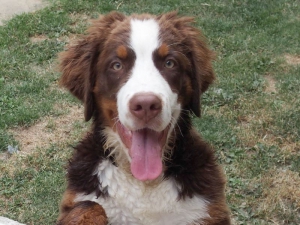 Redbrown Ronja aus dem Irenental