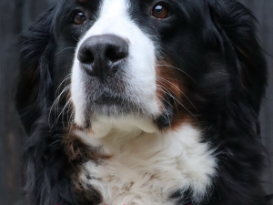 lori