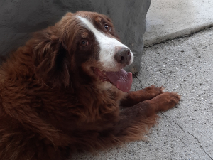 Blossom 13 Jahre