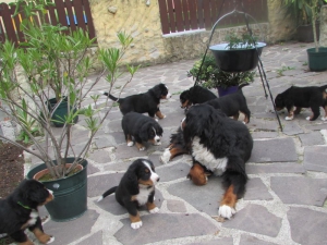 Berner Sennenhunde Welpen