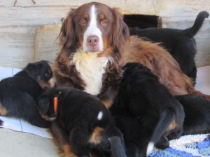 Berner Sennenhunde Welpen