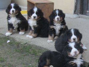Berner Sennenhunde Welpen