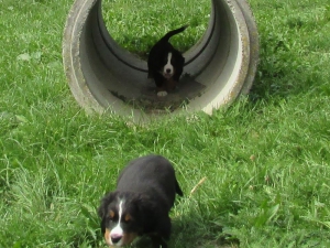 Berner Sennenhunde Welpen