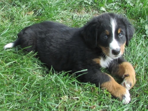 Berner Sennenhunde Welpen