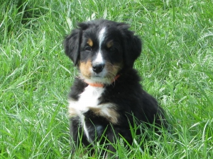 Berner Sennenhunde Welpen
