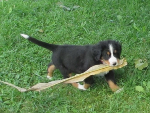Berner Sennenhunde Welpen