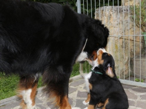 Berner Sennenhunde Welpen