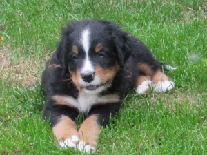 Berner Sennenhunde Welpen