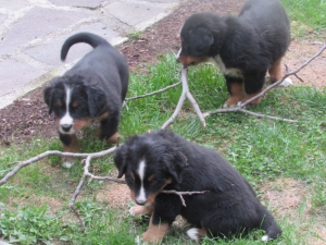 Berner Sennenhunde Welpen