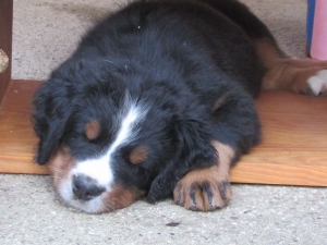 Berner Sennenhunde Welpen