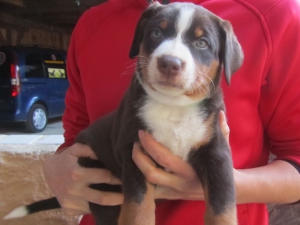 Appenzeller Sennenhunde Welpen