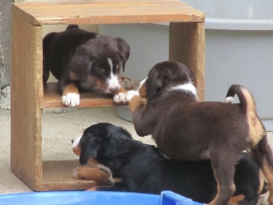 Appenzeller Sennenhunde Welpen