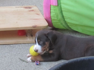 Appenzeller Sennenhunde Welpen