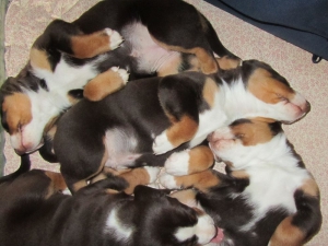 Appenzeller Sennenhunde Welpen