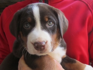 Appenzeller Sennenhunde Welpen