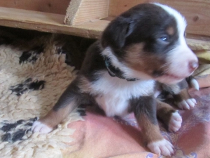 Appenzeller Sennenhunde Welpen