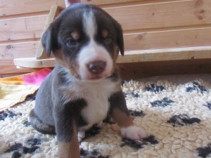 Appenzeller Sennenhunde Welpen