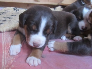 Appenzeller Sennenhunde Welpen