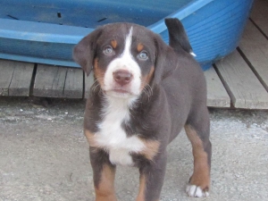 Appenzeller Sennenhunde Welpen