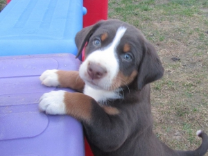 Appenzeller Sennenhunde Welpen