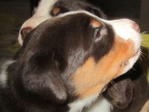 Appenzeller Sennenhunde Welpen