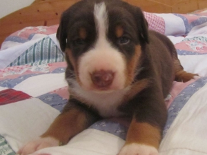Appenzeller Sennenhunde Welpen